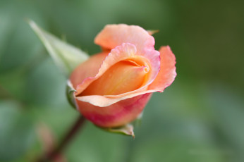 Картинка цветы розы leaves petals bud rose blossoms цветение лепестки листья роза бутон