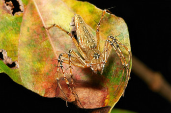 Картинка животные пауки паук лист макро itchydogimages