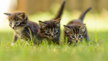 Картинка животные коты серые трое трава зелень лето размытость котята