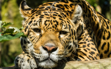 Картинка животные Ягуары бревно морда взгляд кошка ягуар солнце