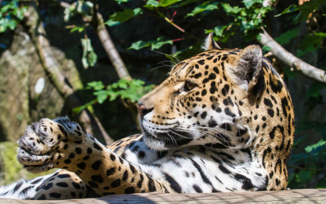 Обои картинки фото животные, Ягуары, взгляд, морда, бревно, солнце, кошка, ягуар