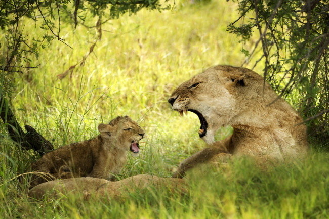 Обои картинки фото животные, львы, детеныш, трава, деревья