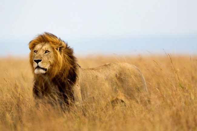 Обои картинки фото животные, львы, поле, лев