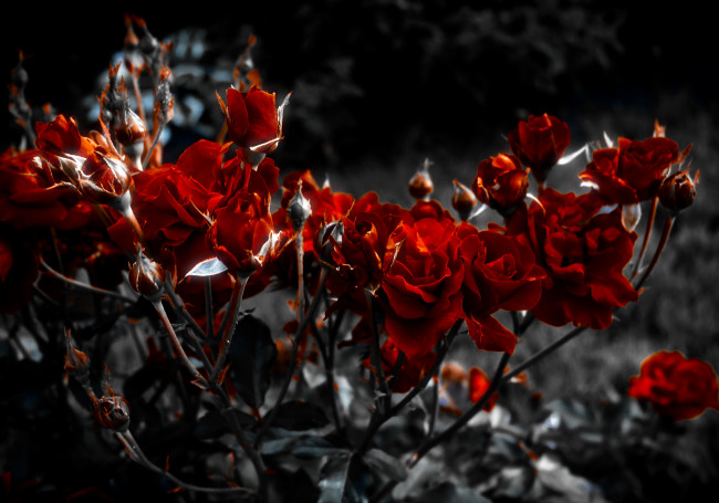 Обои картинки фото цветы, розы, сад, кусты, бордовые
