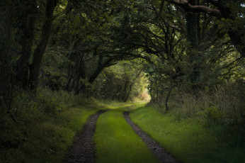 Картинка природа дороги дорога лес трава