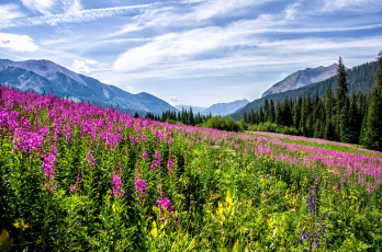 Картинка природа луга горы трава цветы