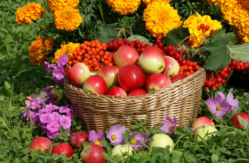 обоя еда, Яблоки, калина, рябина, яблоки, бархатцы, космея, урожай, цветы, корзина, флоксы