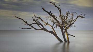 Картинка природа реки озера дерево озеро утро