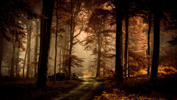 обоя природа, дороги, лес, дорога, осень