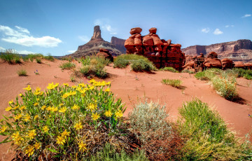 Картинка природа пустыни растительность скалы равнина