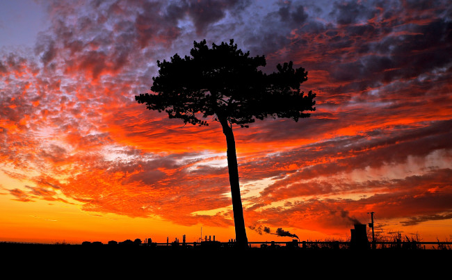 Обои картинки фото природа, восходы, закаты, небо, закат, дерево
