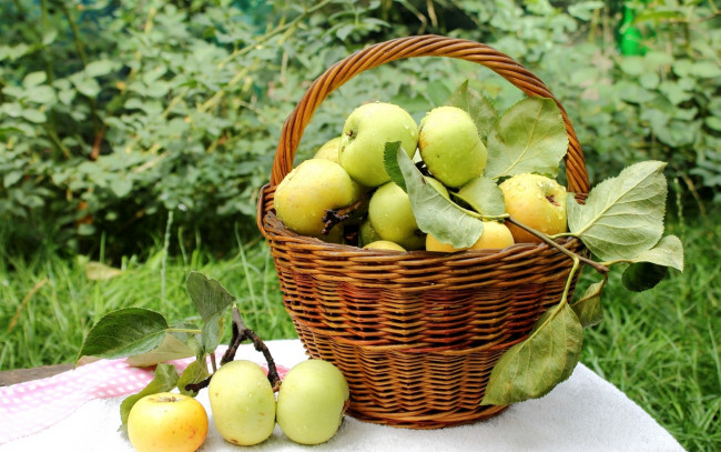 Обои картинки фото еда, Яблоки, корзина, яблоки, капли, фрукты, урожай