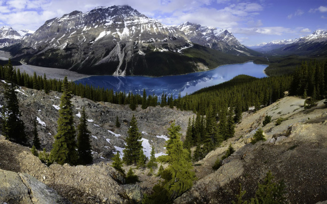 Обои картинки фото природа, реки, озера, канада, банф, peyto, lake, озеро, лес, горы, скалы, камни, деревья, панорама