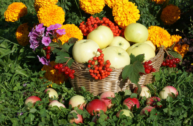 Обои картинки фото еда, Яблоки, яблоки, цветы, флоксы, бархатцы, корзина, рябина, калина