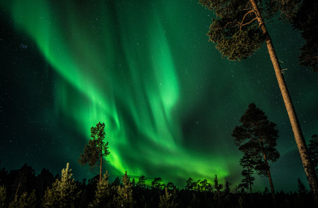 Обои картинки фото природа, северное сияние, финляндия, ночь, небо, звезды, северное, сияние, лес, деревья