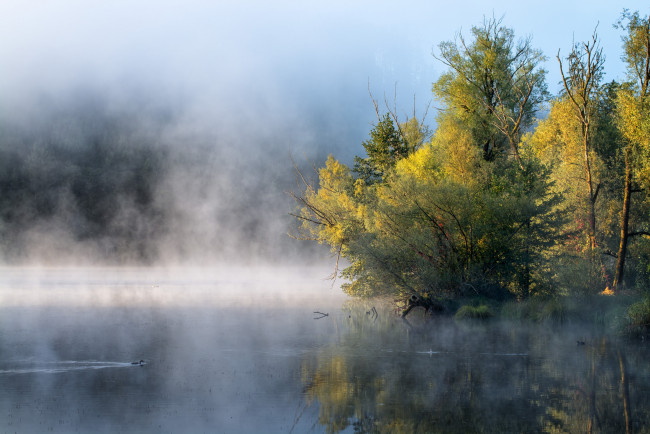 Обои картинки фото природа, реки, озера, дерево, туман, пар, озеро, утро