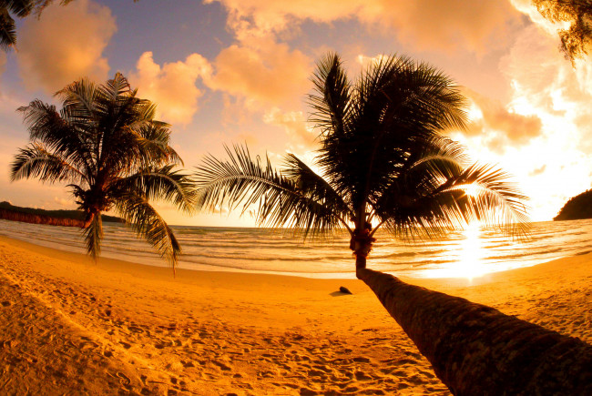 Обои картинки фото природа, тропики, пляж, пальмы, закат