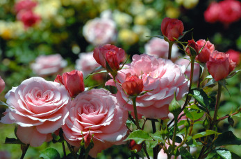 Картинка цветы розы бутоны куст розовые