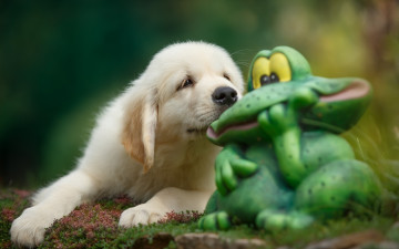 Картинка животные собаки ретривер щенок жаба