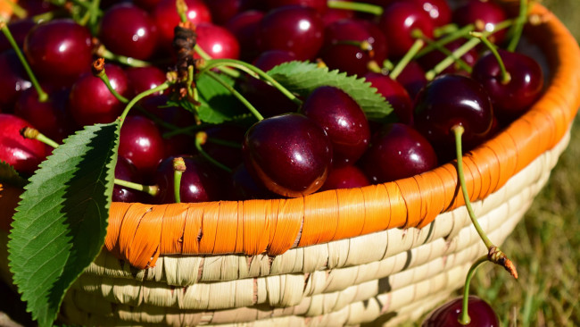 Обои картинки фото еда, вишня,  черешня, ягоды, вишни, корзинка