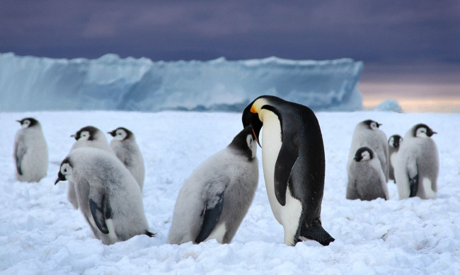 Обои картинки фото животные, пингвины, кормежка, лед, пингвинята, стая, снег