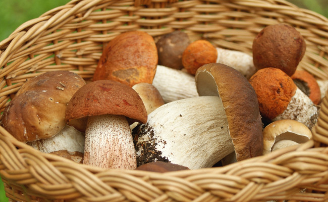 Обои картинки фото еда, грибы,  грибные блюда, боровик, корзина