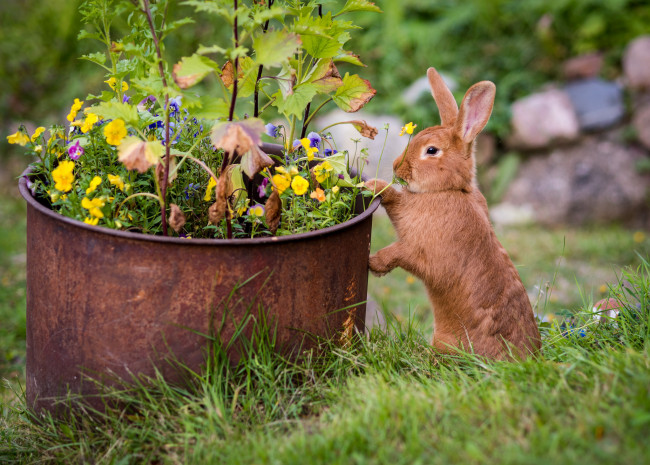 Обои картинки фото животные, кролики,  зайцы, цветы, кролик, трава, рыжий