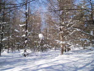 Картинка зимний+лес природа зима лес зимой парк зимний+парк деревья природа+зимой парк+зимой снег