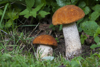 Картинка природа грибы грибок