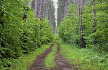 Картинка природа дороги дорога лес