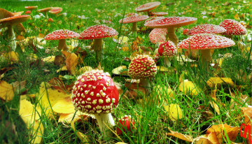 Картинка природа грибы +мухомор поляна