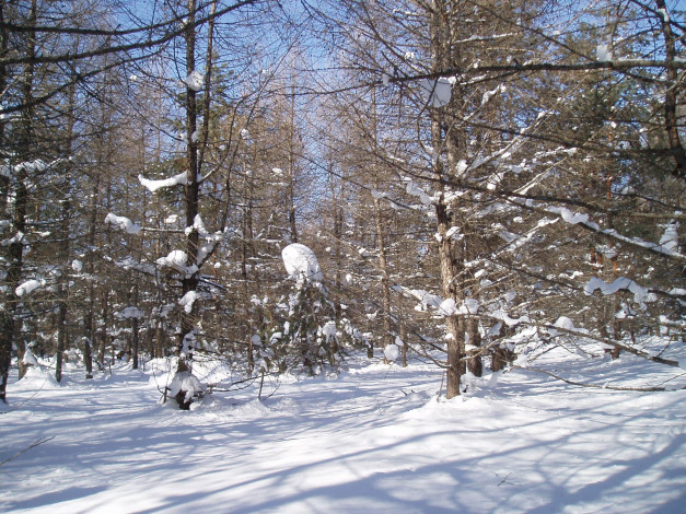 Обои картинки фото зимний лес, природа, зима, лес, зимой, парк, зимний парк, деревья, природа зимой, парк зимой, снег