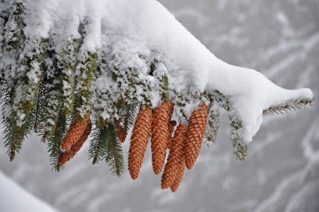 Обои картинки фото природа, шишки,  жёлуди,  каштаны, веттка, снег