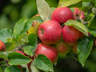 Картинка природа плоды витамины Яблоня спелый Яблоко