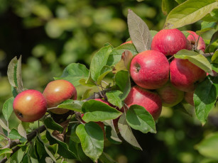 Картинка природа плоды Яблоня Яблоко спелый витамины