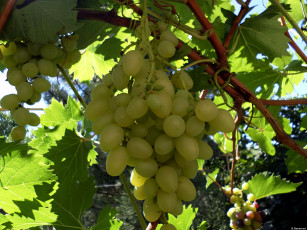 Картинка природа Ягоды +виноград виноград день