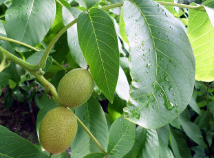Картинка природа плоды дождь орех