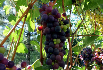 Картинка природа Ягоды +виноград виноград гроздь ягоды