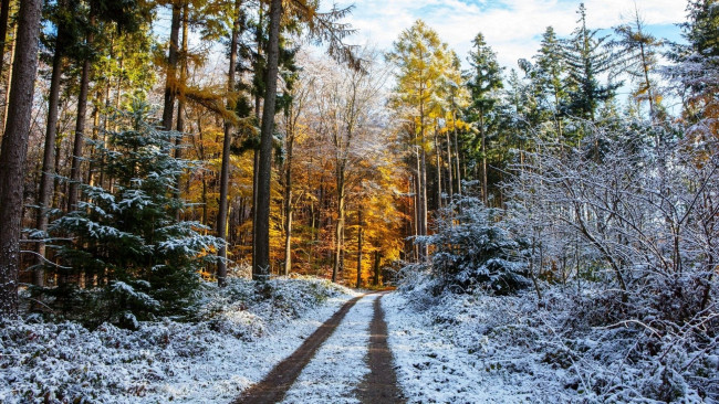 Обои картинки фото природа, дороги, первый, снег, лес