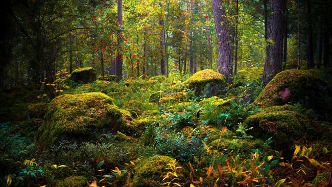 Обои картинки фото природа, лес, камни