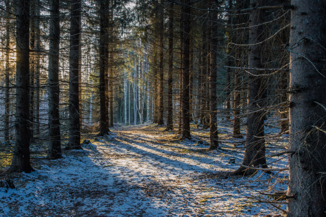 Обои картинки фото природа, лес, финляндия, снег, savonlinna, finland