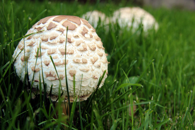Обои картинки фото природа, грибы, макро