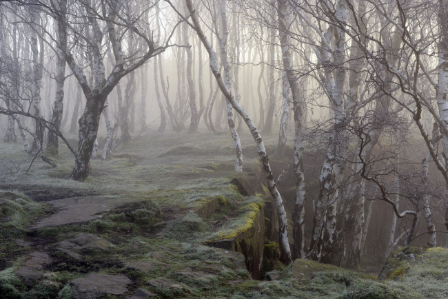 Обои картинки фото природа, лес, берёзы, туман