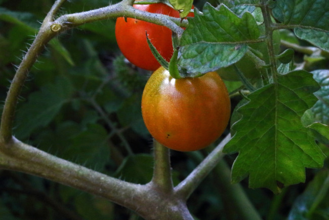 Обои картинки фото природа, плоды, помидоры