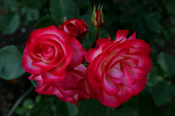 Картинка цветы розы ветка бутон макро