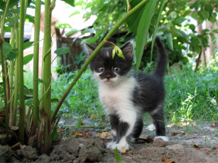 Картинка джунглях club foto ru животные коты