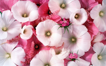 обоя цветы, лаватера, розовый, красиво, нежно, цвет, цветок, белый, лепестки