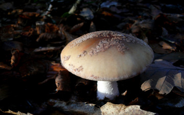 Картинка природа грибы лес тёмный