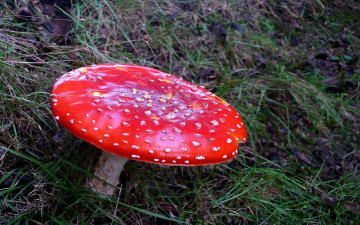 Картинка природа грибы мухомор красная шляпа лето лес