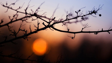 Картинка природа деревья закат